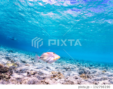 可愛いムラサメモンガラ。美しいサンゴ礁と熱帯魚の群れ。嘉比島沖縄県 島尻郡慶良間諸島座間味島2025 132798190