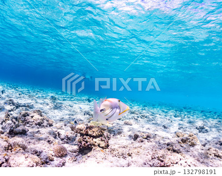可愛いムラサメモンガラ。美しいサンゴ礁と熱帯魚の群れ。嘉比島沖縄県 島尻郡慶良間諸島座間味島2025 132798191