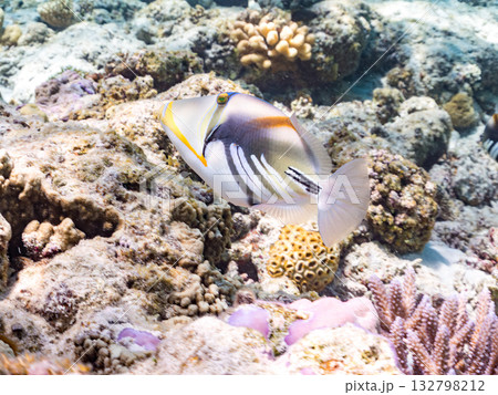 可愛いムラサメモンガラ。美しいサンゴ礁と熱帯魚の群れ。嘉比島沖縄県 島尻郡慶良間諸島座間味島2025 132798212