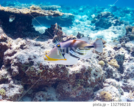 可愛いムラサメモンガラ。美しいサンゴ礁と熱帯魚の群れ。嘉比島沖縄県 島尻郡慶良間諸島座間味島2025 可愛いムラサメモンガラ。美しいサンゴ礁と熱帯魚の群れ。嘉比島沖縄県 島尻郡慶良間諸島座間味島2025 132798218