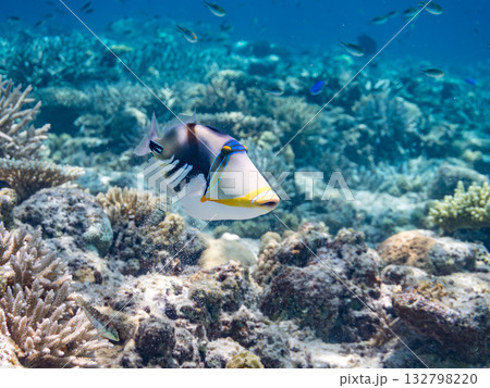 可愛いムラサメモンガラ。美しいサンゴ礁と熱帯魚の群れ。嘉比島沖縄県 島尻郡慶良間諸島座間味島2025 132798220