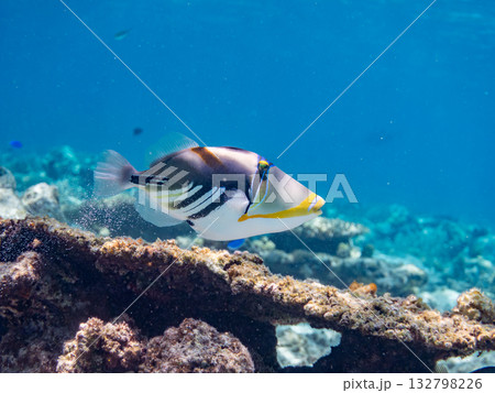 可愛いムラサメモンガラ。美しいサンゴ礁と熱帯魚の群れ。嘉比島沖縄県 島尻郡慶良間諸島座間味島2025 132798226