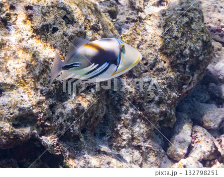 可愛いムラサメモンガラ。美しいサンゴ礁と熱帯魚の群れ。嘉比島沖縄県 島尻郡慶良間諸島座間味島2025 132798251