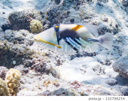 可愛いムラサメモンガラ。美しいサンゴ礁と熱帯魚の群れ。嘉比島沖縄県 島尻郡慶良間諸島座間味島2025 可愛いムラサメモンガラ。美しいサンゴ礁と熱帯魚の群れ。嘉比島沖縄県 島尻郡慶良間諸島座間味島2025 132798254