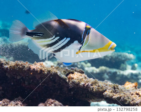 可愛いムラサメモンガラ。美しいサンゴ礁と熱帯魚の群れ。嘉比島沖縄県 島尻郡慶良間諸島座間味島2025 可愛いムラサメモンガラ。美しいサンゴ礁と熱帯魚の群れ。嘉比島沖縄県 島尻郡慶良間諸島座間味島2025 132798258