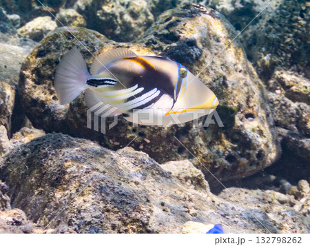 可愛いムラサメモンガラ。美しいサンゴ礁と熱帯魚の群れ。嘉比島沖縄県 島尻郡慶良間諸島座間味島2025 132798262