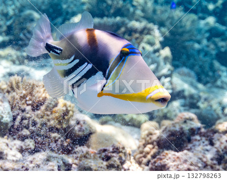 可愛いムラサメモンガラ。美しいサンゴ礁と熱帯魚の群れ。嘉比島沖縄県 島尻郡慶良間諸島座間味島2025 132798263
