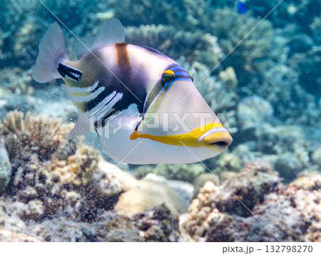 可愛いムラサメモンガラ。美しいサンゴ礁と熱帯魚の群れ。嘉比島沖縄県 島尻郡慶良間諸島座間味島2025 132798270