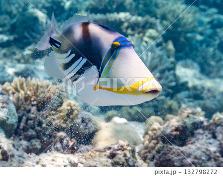可愛いムラサメモンガラ。美しいサンゴ礁と熱帯魚の群れ。嘉比島沖縄県 島尻郡慶良間諸島座間味島2025 132798272