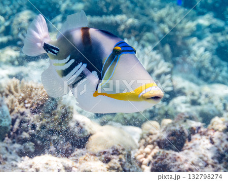可愛いムラサメモンガラ。美しいサンゴ礁と熱帯魚の群れ。嘉比島沖縄県 島尻郡慶良間諸島座間味島2025 132798274