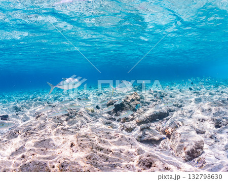 ムラサメモンガラ、ギンガメアジ、モンツキアカヒメジ他。美しいサンゴ礁と熱帯魚の群れ。 嘉比島沖縄県 132798630