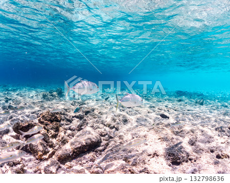 ムラサメモンガラ、ギンガメアジ、モンツキアカヒメジ他。美しいサンゴ礁と熱帯魚の群れ。 嘉比島沖縄県 132798636