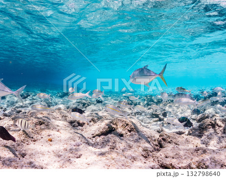 ムラサメモンガラ、ギンガメアジ、モンツキアカヒメジ他。美しいサンゴ礁と熱帯魚の群れ。 嘉比島沖縄県 132798640