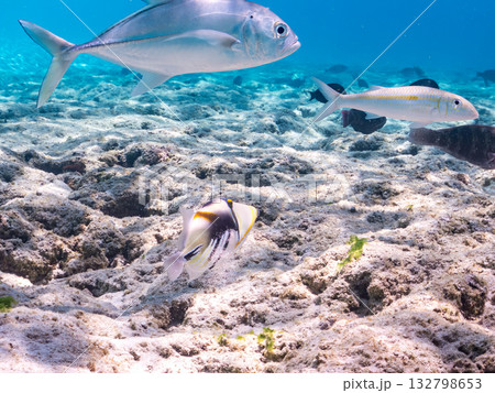 ムラサメモンガラ、ギンガメアジ、モンツキアカヒメジ他。美しいサンゴ礁と熱帯魚の群れ。 嘉比島沖縄県 132798653