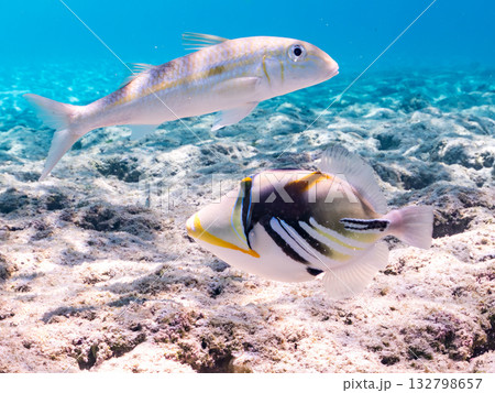 ムラサメモンガラ、ギンガメアジ、モンツキアカヒメジ他。美しいサンゴ礁と熱帯魚の群れ。 嘉比島沖縄県 ムラサメモンガラ、ギンガメアジ、モンツキアカヒメジ他。美しいサンゴ礁と熱帯魚の群れ。 嘉比島沖縄県 132798657