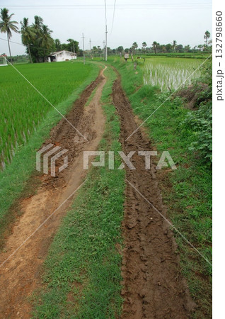 Rural Road Way Through Field Rural Road Way Through Field 132798660