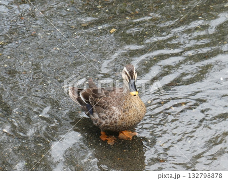 川でえさを取るカルガモ 132798878