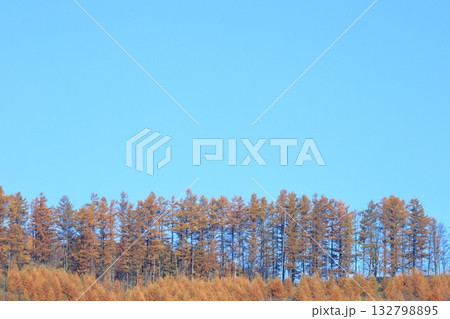 秋の北海道　青空と晩秋のカラマツ並木　針葉樹林　コピースペース広め 132798895