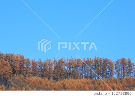 秋の北海道 青空と晩秋のカラマツ並木 針葉樹林 コピースペース広め 秋の北海道 青空と晩秋のカラマツ並木 針葉樹林 コピースペース広め 132798896
