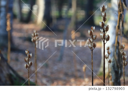 北海道 晩秋の森 落葉とオオウバユリ 北海道 晩秋の森 落葉とオオウバユリ 132798903