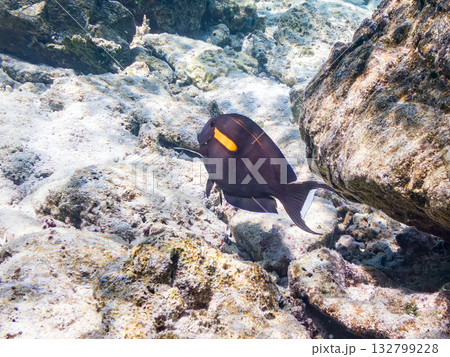 モンツキハギ他。美しいサンゴ礁と熱帯魚の群れ。 嘉比島沖縄県 島尻郡慶良間諸島座間味島-2025 モンツキハギ他。美しいサンゴ礁と熱帯魚の群れ。 嘉比島沖縄県 島尻郡慶良間諸島座間味島-2025 132799228