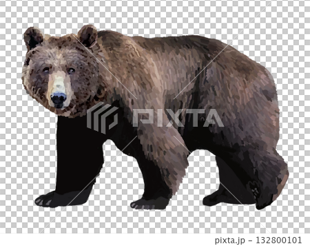 Bear Bear 132800101