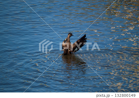 信濃川・やすらぎ堤の軽鴨(かるがも) 信濃川・やすらぎ堤の軽鴨(かるがも) 132800149