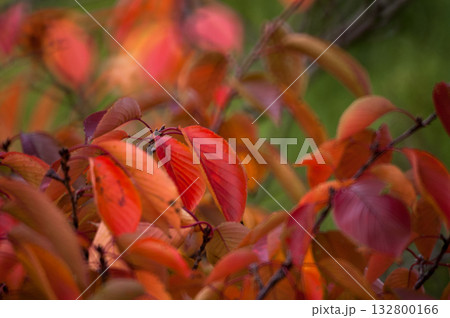 信濃川・やすらぎ堤の桜の紅葉 132800166
