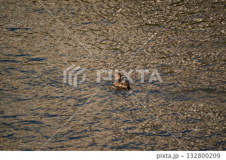 信濃川・やすらぎ堤の小鴨(こがも) 信濃川・やすらぎ堤の小鴨(こがも) 132800209