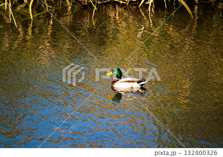 信濃川・やすらぎ堤の真鴨(まがも) 信濃川・やすらぎ堤の真鴨(まがも) 132800326