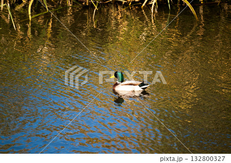 信濃川・やすらぎ堤の真鴨(まがも) 132800327