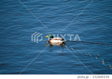 信濃川・やすらぎ堤の真鴨(まがも) 信濃川・やすらぎ堤の真鴨(まがも) 132800339