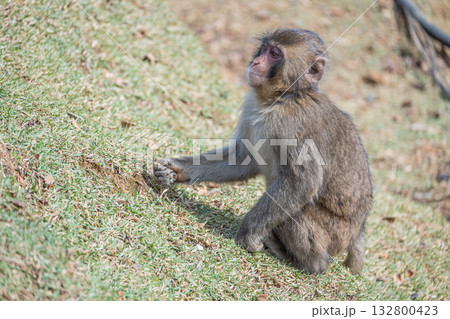 ニホンザル 嵐山モンキーパークいわたやま ニホンザル 嵐山モンキーパークいわたやま 132800423