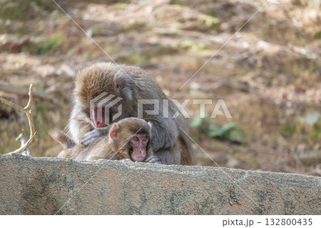 毛繕いするニホンザル　嵐山モンキーパークいわたやま 132800435