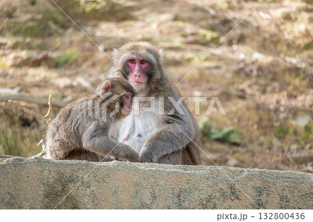 ニホンザルの親子 嵐山モンキーパークいわたやま ニホンザルの親子 嵐山モンキーパークいわたやま 132800436
