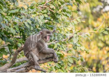 木の上のニホンザル 嵐山モンキーパークいわたやま 木の上のニホンザル 嵐山モンキーパークいわたやま 132800440