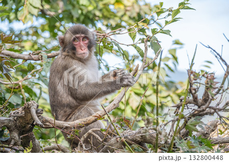 木の上のニホンザル　嵐山モンキーパークいわたやま 132800448