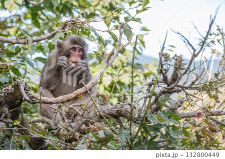 木の枝をかじるニホンザル　嵐山モンキーパークいわたやま 132800449