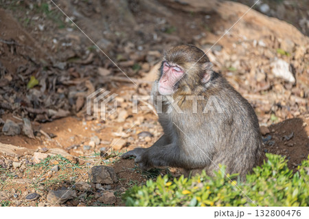 日光にあたり眩しそうなニホンザル　嵐山モンキーパークいわたやま 132800476