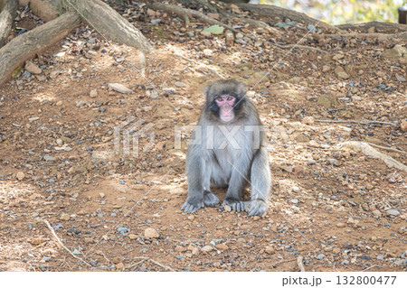 ニホンザル　嵐山モンキーパークいわたやま 132800477
