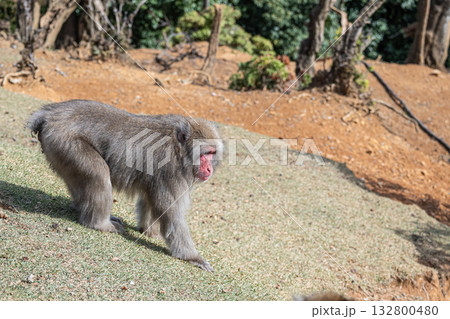 ニホンザル　嵐山モンキーパークいわたやま 132800480