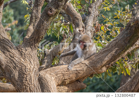 木の上のニホンザル　嵐山モンキーパークいわたやま 132800487