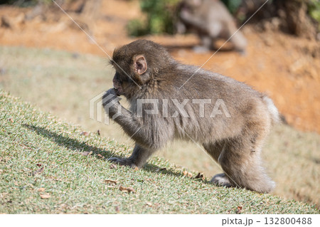 ニホンザル　嵐山モンキーパークいわたやま 132800488
