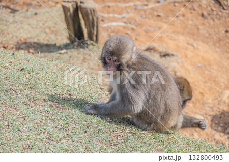 ニホンザル　嵐山モンキーパークいわたやま 132800493