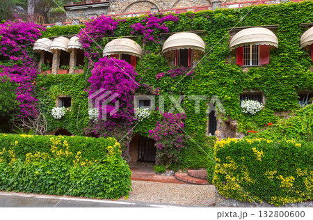 Bougainvillea house facade in Portofino Italy Bougainvillea house facade in Portofino Italy 132800600