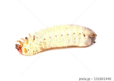 仰向けで動くハナムグリの幼虫 仰向けで動くハナムグリの幼虫 132801440