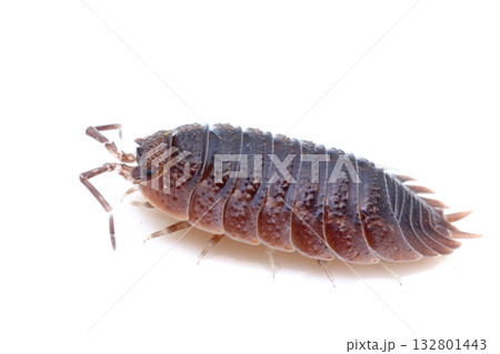 オビワラジムシ 132801443