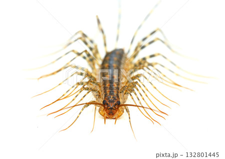 正面からみたゲジ（ゲジゲジ） 132801445