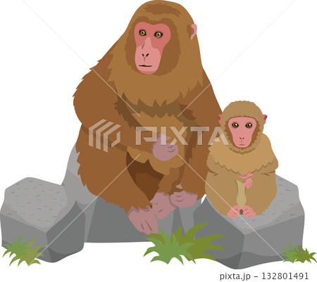 石に座る猿 石に座る猿 132801491