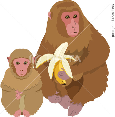 バナナを持つ猿と子猿 132801493
